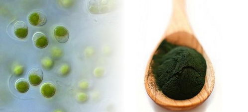 上海光語生物科技 引領生物技術創新與產業融合